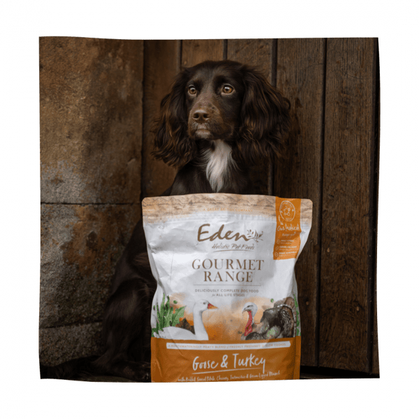 5 WAYS TO MAINTAIN GOOD GUT HEALTH FOR YOUR PETS - Kimi's Pet Emporium