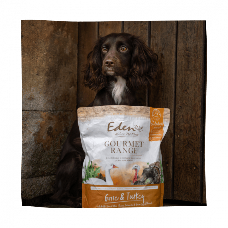 5 WAYS TO MAINTAIN GOOD GUT HEALTH FOR YOUR PETS - Kimi's Pet Emporium
