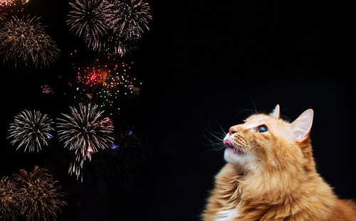 Keeping Pets safe during the firework season.