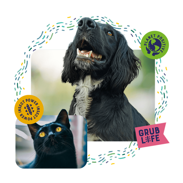 The Journey of Yora: From a Train Ride to the World’s Most Sustainable Pet Food