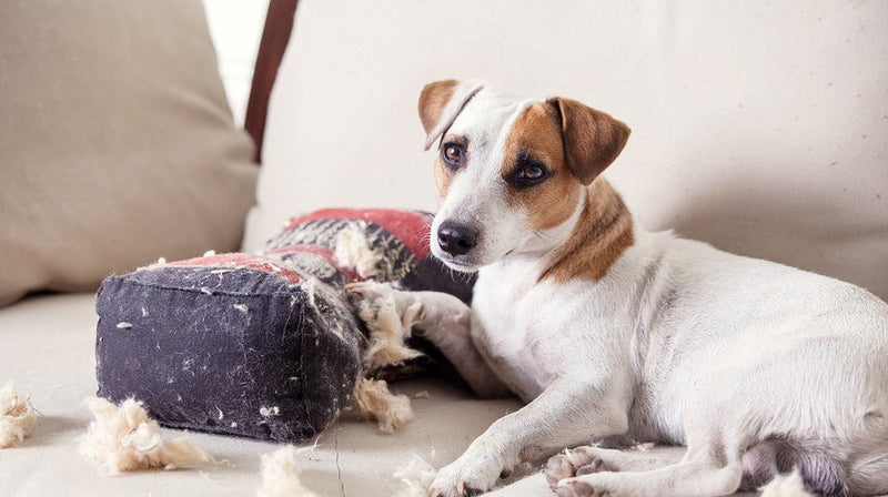 Separation Anxiety! How do I calm my dog? - Kimi's Pet Emporium