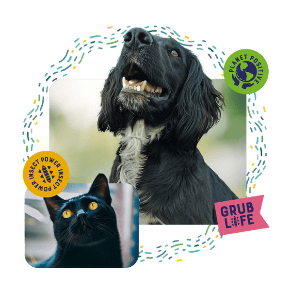 The Journey of Yora: From a Train Ride to the World’s Most Sustainable Pet Food - Kimi's Pet Emporium