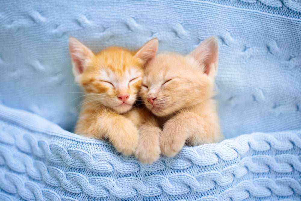 Kitten