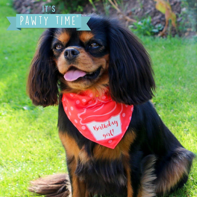 Dog wearing Ancol Birthday Girl red polka dot bandana outdoors.