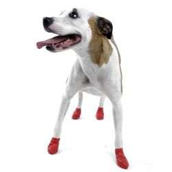 Dog wearing Pawz dog boots in red, showing comfortable fit and flexibility.