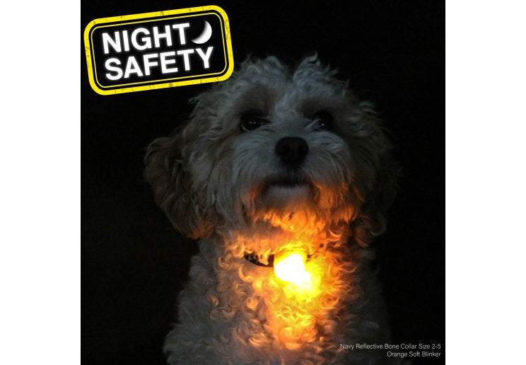 Dog wearing illuminated orange Ancol High Visibility Blinker for night safety on collar