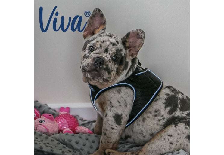 Ancol Viva Step In Dog Harness - Ancol