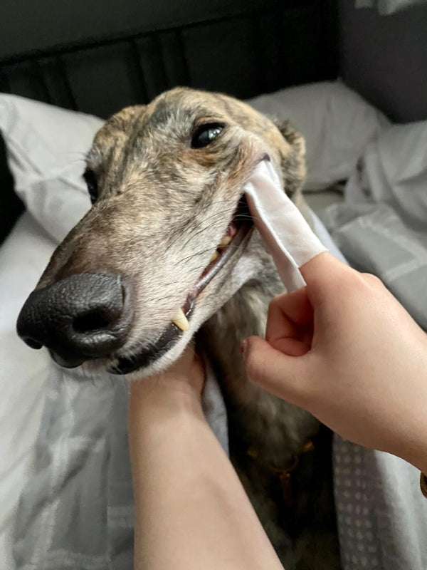 Dog dental wipes being used to clean a dog's teeth for fresh breath and plaque control