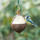 Natural coconut bird feeder filled with suet and seeds attracting a small blue and yellow bird