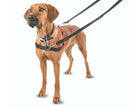 Dog wearing HALTI Front Control Harness with dual leash for gentle pull control and comfortable fit