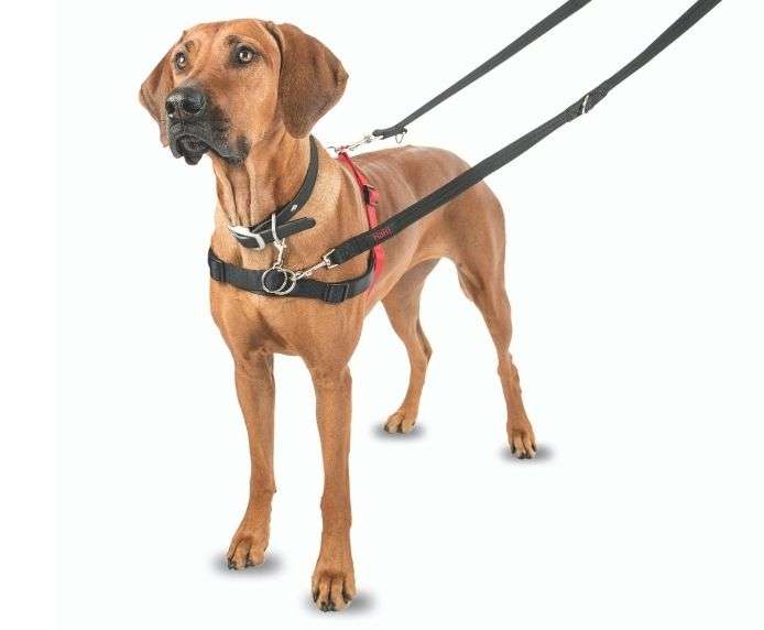 Dog wearing HALTI Front Control Harness with dual leash for gentle pull control and comfortable fit