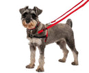 Small dog wearing HALTI Front Control Harness with red leash for gentle pull control and comfort