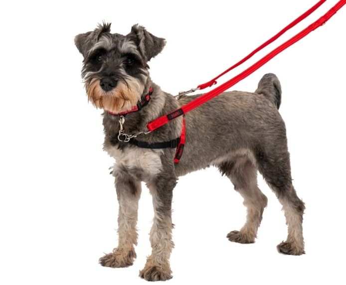 Small dog wearing HALTI Front Control Harness with red leash for gentle pull control and comfort