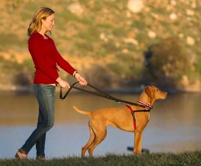 Woman walking dog wearing HALTI Front Control Harness for gentle leash pulling control