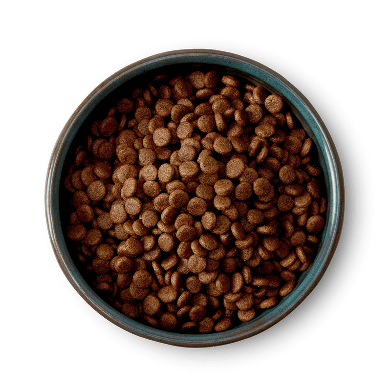 Small breed dog food with free-range turkey dry kibble in a bowl