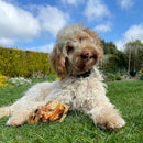 Dog chewing on T Forrest Oven-Roasted Knuckle Bone in a grassy garden under blue sky