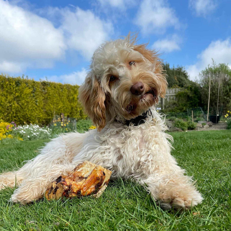Dog chewing on T Forrest Oven-Roasted Knuckle Bone in a grassy garden under blue sky