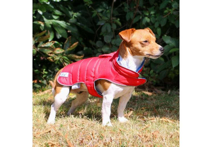 Ancol Viva Reversible Dog Coat Red/Blue on a dog in a garden.