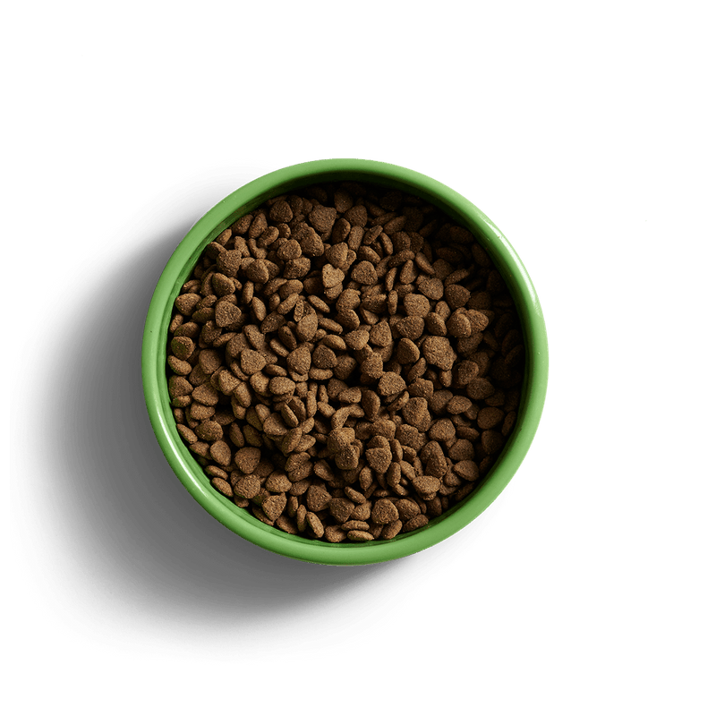 YORA Small Dog Food with sustainable insect protein in a green bowl for adult small breeds.