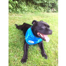 All For Paws Ice Bandana - All For Paws847922080129