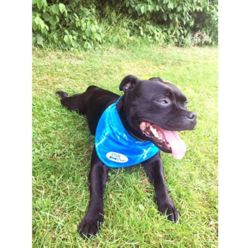 All For Paws Ice Bandana - All For Paws847922080129