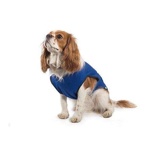 Ancol Cooling Vest Dog Coat on small dog, blue, keeps pets cool in hot weather.