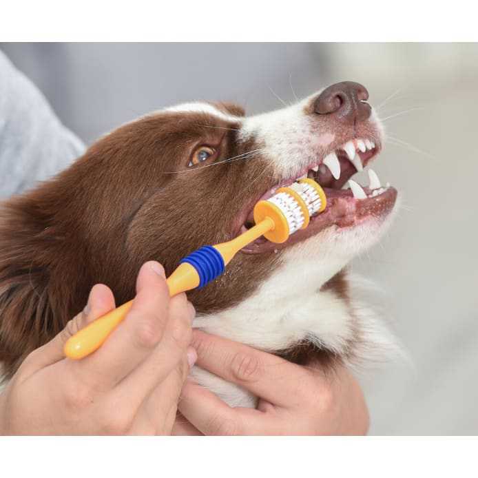 Dog having teeth cleaned with Arm & Hammer Fresh 360° Toothbrush, designed for effective plaque and tartar removal.