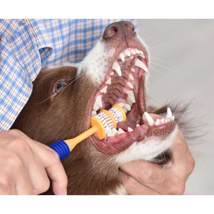 Dog having teeth cleaned with Arm & Hammer Fresh 360° Toothbrush.