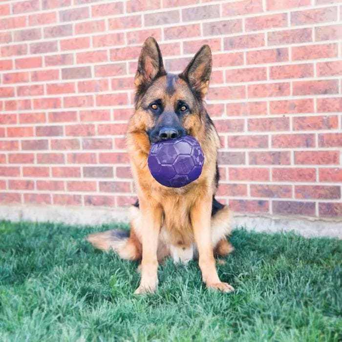 German Shepherd playing with KONG Flexball Interactive Dog Toy in grass.