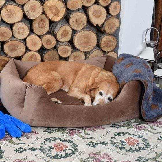 Latte Velour Square Dog Bed -Zoon5050642044448