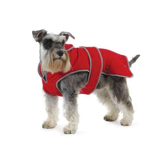 Ancol Stormguard Red Waterproof Dog Coat on a Schnauzer, featuring fleece lining and chest strap.